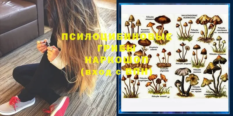 Галлюциногенные грибы Psilocybine cubensis  мега онион  Полысаево 